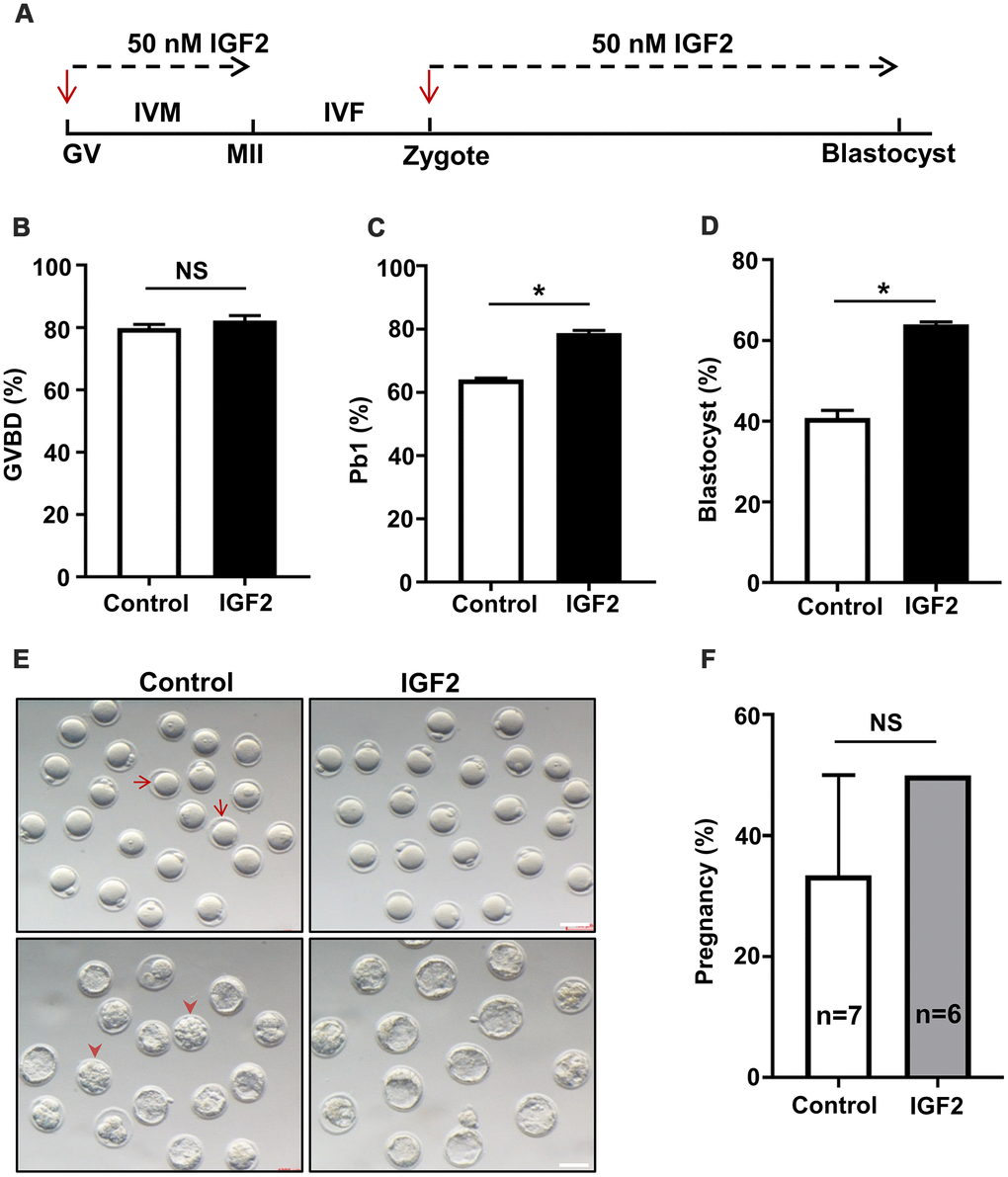 IGF2 administration in culture medium improves the oocytes maturation and early embryonic developmental competence of aged mice. (A) Schematic diagram showing IGF2-treatment of oocytes and early embryos in M16 medium in vitro. (B, C) Quantitative analysis of GVBD (B) and Pb1 extrusion in control oocytes (n = 164) and IGF2-treated oocytes (n = 180) (C). (D) Quantitative analysis of blastocysts in control embryos (n = 218) and IGF2-treated embryos (n = 222). (E) Morphology of in vitro cultured oocytes and embryos examined for development within specific time frames. Arrows indicate the oocytes which failed to extrude a polar body; arrowheads denote embryos which failed to develop into blastocysts. Scale bar, 100 μm. (F) Quantitative analysis of the pregnancy rate in the control and IGF2-treated embryos. 15 blastocysts were transferred into the uterus of each female. n here indicates the numbers of females used as recipients. *p t-test (two-tailed). NS, not significant.