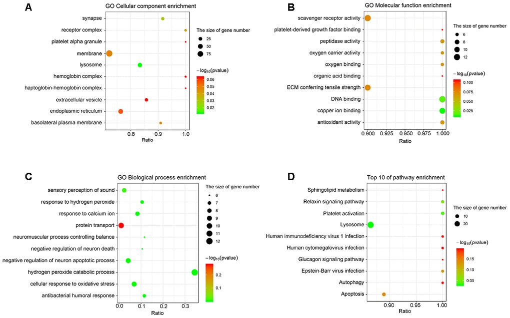 The analyses of GO enrichment and KEGG pathway. (A–C) The Go enrichment analysis revealed that the differentially expressed proteins were enriched in cellular component, molecular function, and biological process. (D) KEGG pathway analysis indicated the top 10 signaling pathways enriched by the differentially expressed proteins. The x-axis represents the ratio of candidate genes in the background gene. The y-axis represents the GO terms. The color of the bubble corresponds to the enrichment (-log10 (P value)), and the size of the bubble is proportional to the number of genes enriched in the pathway.