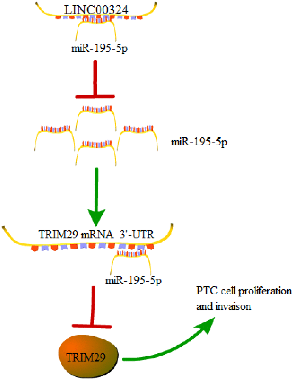 A graphical model of the LINC00324/miR-195-5p/TRIM29 axis in PTC.