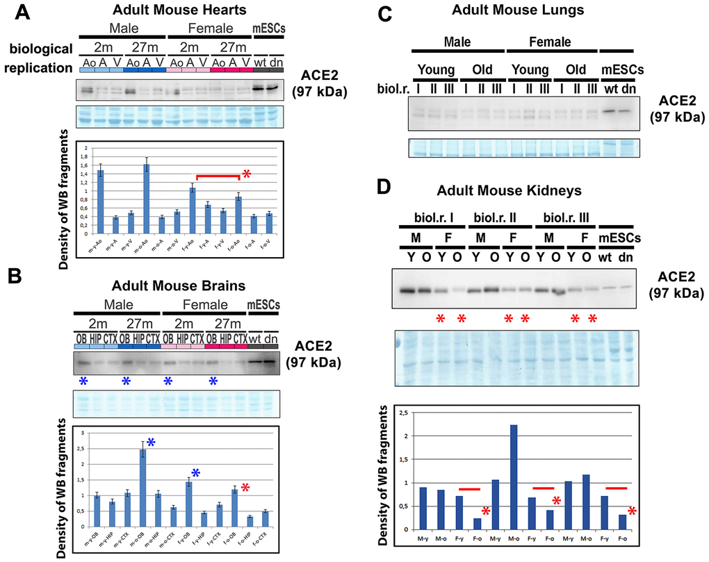 ACE2 and renin levels in mouse hearts, brains, lungs, and kidneys isolated from young and old animals. Adult mouse hearts were sectioned following the following anatomy: ventricular parts (V), atrium (A), and vessels associated with the aorta (AO). The levels of selected proteins were studied by western blotting, and the data were normalized to the total protein levels. The level of the ACE2 protein was examined in (A) mouse hearts, (B) brains, (C) lungs, and (D) kidneys isolated from young and old male and female mice. Quantification was performed using ImageJ software. Red asterisks indicate a decrease in the protein level; blue asterisks show a high ACE2 protein level compared with other samples analyzed in panel B. The nonparametric Mann–Whitney test was used for statistical analysis. Asterisks (*) indicate α=0.05.