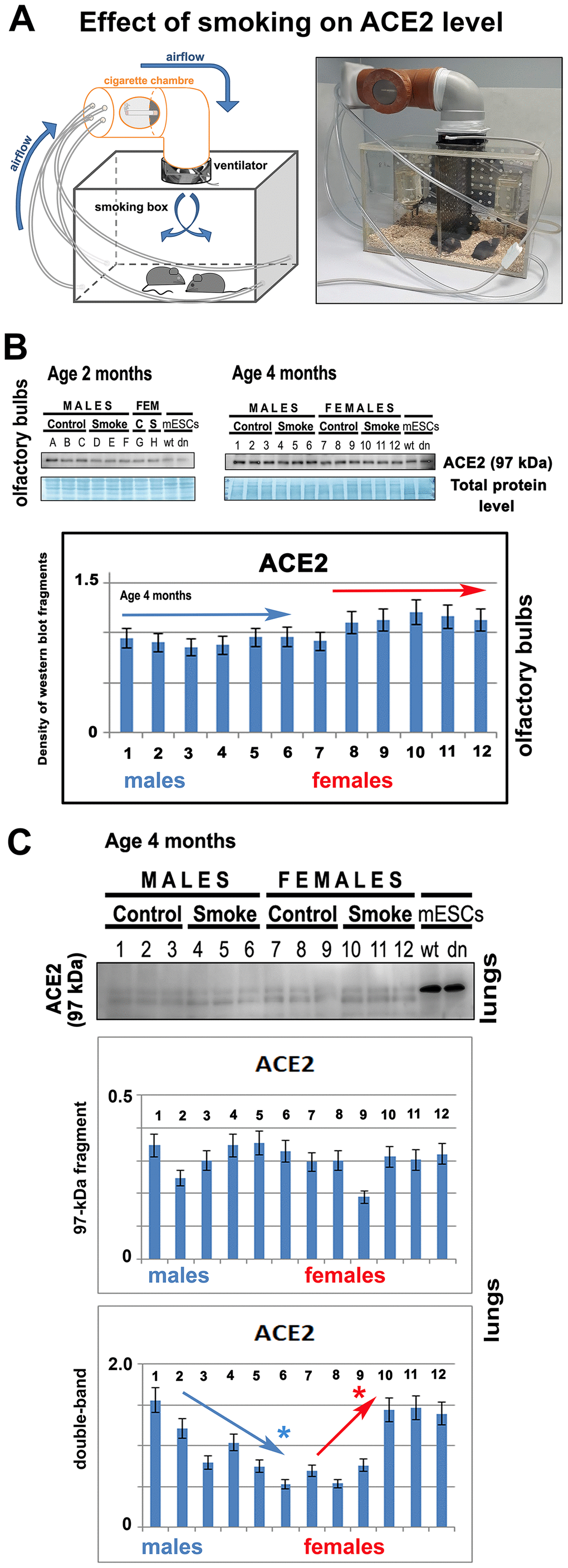 The level of ACE2 is unchanged in the olfactory bulbs of smoking animals. (A) The experiments were performed in the experimental chamber-simulated closed room with regulated ventilation. (B) The level of ACE2 was studied by western blotting in 2- or 4-month-old mice of both genders (smoking and nonsmoking groups). The data from 4-month-old mice were quantified by ImageJ software. The level of ACE2 was studied in explanted olfactory bulbs. (C) The level of ACE2 was analyzed by western blotting in the explanted lungs of mice exposed to cigarette smoke. The nonparametric Mann–Whitney test was used for statistical analysis (* indicates α=0.05).