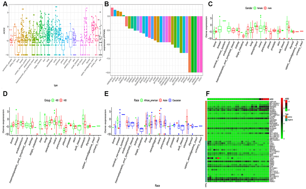 RNA-seq analysis of public CCLE datasets. (A) The Box plot exhibits of ACE2 expression in childhood tumor; (B) The Box plot exhibits of ACE2 expression in kidney cancer cell line; The disparities of gender (C), age (D) and race (E) was shown in the CCLE dataset. (F) The heatmap exhibits the top 25 positively/negatively related to ACE2 expression. Statistical significance was detected using Wilcox test for comparisons between two groups and Kruskal–Wallis test for more than two groups.