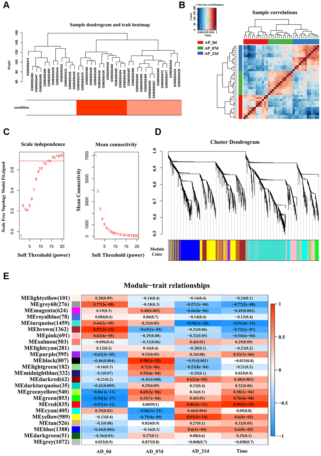 Identification of key modules that correlate with adipogenesis in the GEO dataset through WGCNA. (A) Sample dendrogram and trait heatmap. (B) Sample correlations among three different stages. (C) Analysis of the scale-free fit index (left) and the mean connectivity (right) for various soft-thresholding powers based on a scale-free R2 (R2 = 0.686, power = 14). (D) Dendrogram of all genes clustered based on a dissimilarity measure (1-TOM). Each branch in the dendrogram represents one gene and each module color represents one co-expression module. (E) Heatmap of the correlation between epigengene module and traits of adipogenesis. Each group contains the correlation coefficient and P value. The digits in the brackets on the left side represent the number of genes in the corresponding epigengene module.