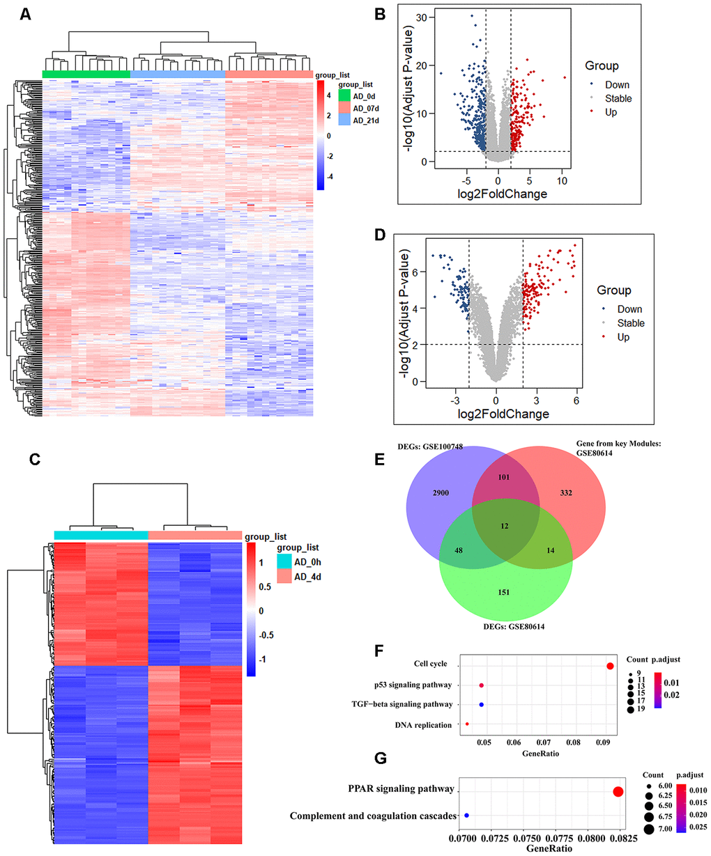 Identification of shared genes during adipogenesis in two datasets. (A, B) Heatmap (A) and volcano plot (B) of the DEGs from GSE100748 (Adjusted p-value ≤ 0.05 and |logFC| ≥ 2). (C, D) Heatmap (C) and volcano plot (D) of the DEGs from GSE80614 (Adjust p-value ≤ 0.05 and |logFC| ≥ 2). (E) Venn diagram for shared genes among DEGs and key modules of GSE100748 and DEGs of GSE80614. (F) KEGG analysis of DEGs from GSE100748. (G) KEGG analysis of DEGs from GSE80614.