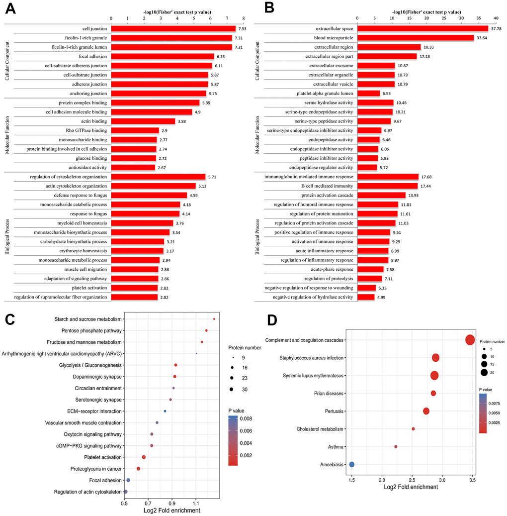 Gene Ontology (GO) enrichment analysis of peripheral blood mononuclear cells (PBMCs) in primary Sjögren syndrome (pSS) patients based on biological process, cellular component and molecular function. (A) GO enrichment analysis of up-regulated differentially expressed proteins (DEPs). (B) GO enrichment analysis of down-regulated DEPs. (C) Kyoto Encyclopedia of Genes and Genomes (KEGG) functional enrichment analysis of up-regulated differentially expressed proteins (DEPs). (D) KEGG functional enrichment analysis of down-regulated DEPs.