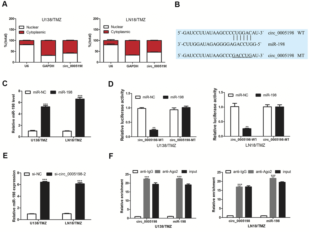 Circ 0005198 targeted miR-198. (A) qRT-PCR showed the enrichment of circ