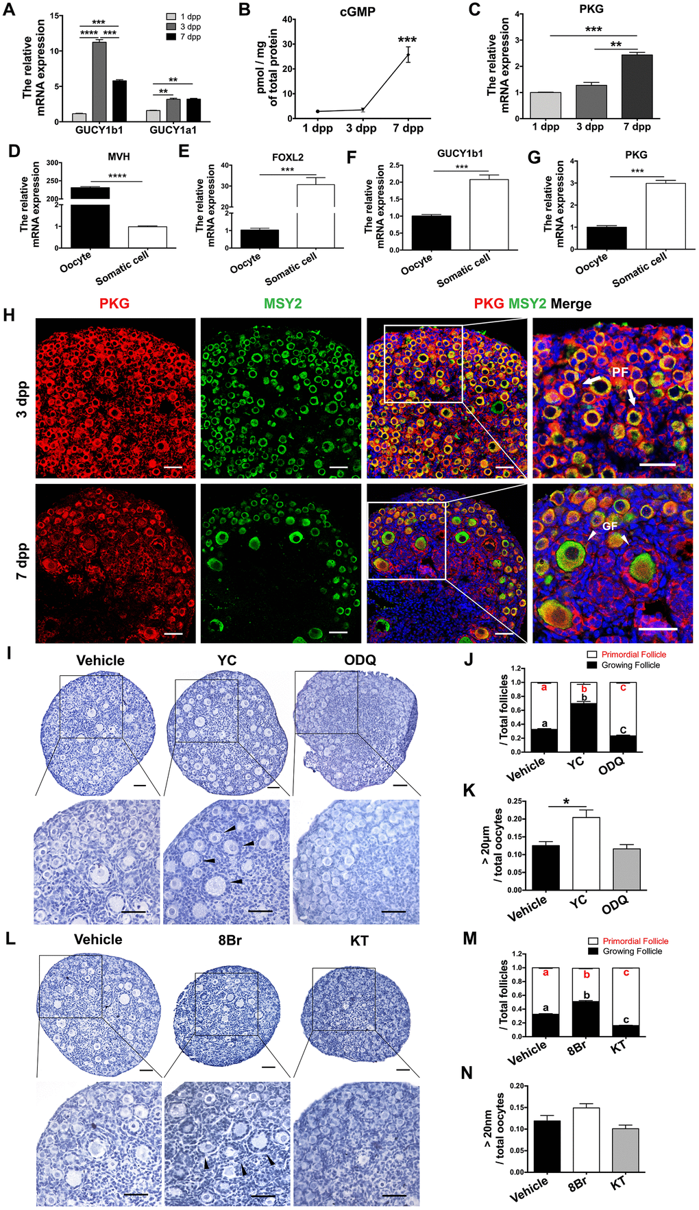 cGMP/PKG participated in PF activation. (A) The relative mRNA levels of GUCY1b1 and GUCY1a1 in ovaries from 1-7 dpp. (B) Radioimmunoassay of cGMP levels in ovaries from 1-7 dpp (n=20). (C) The relative mRNA levels of PKG in ovaries from 1-7 dpp. (D–G) The relative mRNA levels of (D) the germline marker DEAD box helicase 4 (MVH), (E) the granulosa cell marker forkhead box L2 (FOXL2), (F) GUCY1b1 and (G) PKG in oocytes and somatic cells isolated from ovaries at 3 dpp. (H) Immunofluorescence staining of PKG and MSY2 in ovaries at 3 dpp and 7 dpp. Arrows indicate PFs and triangles indicate GFs. Scale bar, 40 μm. (I, L) Ovaries at 1 dpp were treated with the vehicle, the sGC agonist YC (10 μM), the sGC inhibitor ODQ (1 μM), the cGMP analog 8Br (10 μM) or the PKG inhibitor KT (1 μM) for six days (n=6). The ovarian morphology was analyzed after hematoxylin staining. Triangles indicate GFs. Scale bar, 40 μm. (J, M) The numbers of PFs and GFs/the total number of follicles were analyzed. (K, N) The numbers of oocytes with diameters larger than 20 μm were counted. *, ** and *** denote statistical significance at p p p p 