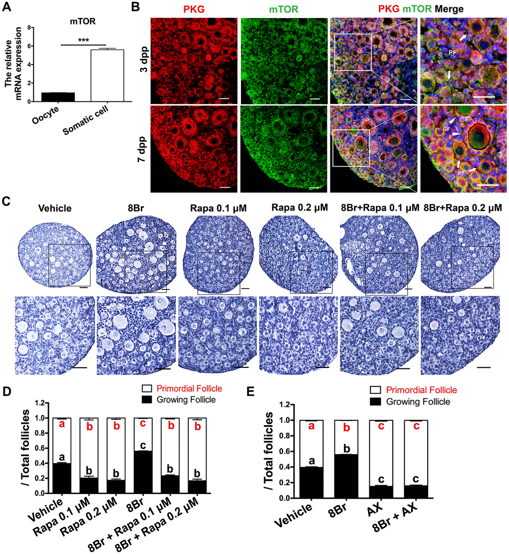 The eNOS/cGMP/PKG pathway activated PFs via mTOR in preGCs. (A) The relative mRNA levels of mTOR in oocytes and somatic cells isolated from ovaries at 3 dpp. *** denotes statistical significance at p B) The colocalization of mTOR and PKG was detected via immunofluorescence in neonatal ovaries at 3 and 7 dpp. Arrows indicate PFs and triangles indicate GFs. Scale bar, 40 μm. Ovaries at 1 dpp were treated with the vehicle, 8Br (10 μM), the mTOR inhibitor rapamycin (Rapa) or 8Br + Rapa for six days (n=6). (C) The ovarian morphology and 9 (D) the numbers of PFs and GFs/the total number of follicles were analyzed. Scale bar, 40 μm. (E) Ovaries at 1 dpp were treated with the vehicle, 8Br (10 μM), the KIT inhibitor AX (5 μM) or 8Br + AX for six days (n=6). The numbers of PFs and GFs/the total number of follicles were analyzed. Different letters with the same color denote statistical significance at p 