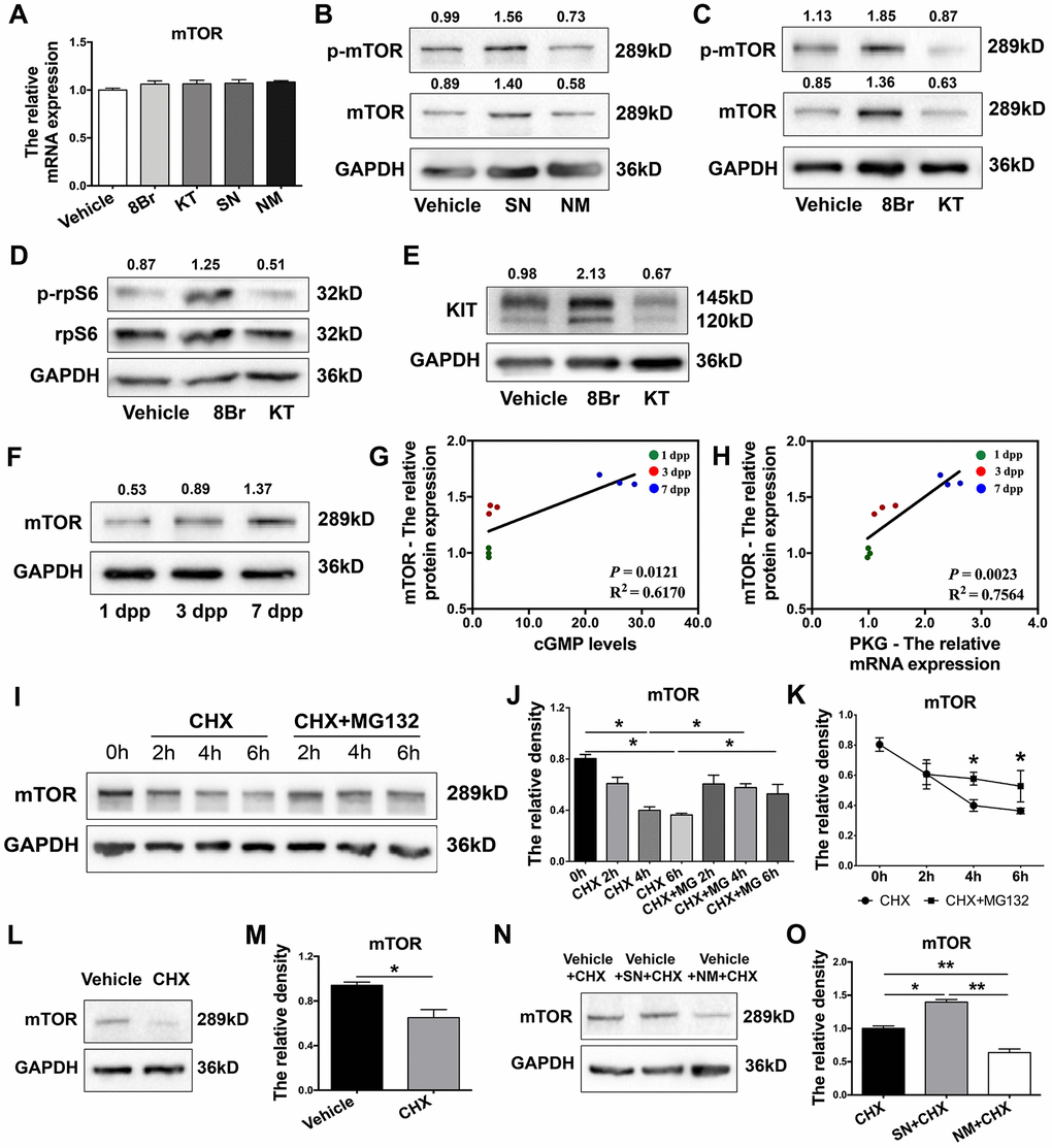 The eNOS/cGMP/PKG pathway stabilized mTOR protein. (A) The relative mRNA levels of mTOR in ovaries treated with the vehicle, SN, NM, 8Br or KT. (B, C) Western blotting analysis of mTOR protein levels in ovaries treated with the vehicle, SN, NM, 8Br or KT. (D,E) Western blotting analysis of p-rpS6, rpS6 and KIT protein levels in ovaries treated with the vehicle, 8Br or KT. (F) Western blotting analysis of mTOR protein levels in ovaries from 1-7 dpp. (G) The correlation between the levels of cGMP and the protein levels of mTOR. (H) The correlation between the mRNA levels of PKG and the protein levels of mTOR. (I–K) Western blotting analysis and the relative density of mTOR protein levels in HEK293T cells treated with cycloheximide (CHX, 40 μM) or CHX + MG132 (10 μM). (L, M) Western blotting analysis and the relative density of mTOR protein levels in ovaries treated with CHX for 4 h. (N, O) Western blotting analysis and the relative density of mTOR protein levels in ovaries treated with CHX, CHX + SN or CHX + NM for 4 h. * and ** denote statistical significance at p p 