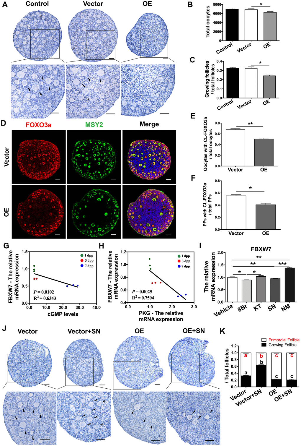 The eNOS/cGMP/PKG pathway activated PFs by inhibiting FBXW7-induced mTOR ubiquitination. (A–C) Six days after transfection, (A) the ovarian morphology, (B) the total number of oocytes and (C) the numbers of PFs and GFs/the total number of follicles were analyzed (n=8). Scale bar, 40 μm. (D) Immunofluorescence staining of FOXO3a in the empty vector and OE vector groups. Scale bar, 40 μm. (E) The number of oocytes with CL-FOXO3a/the total number of oocytes was analyzed in each group (n=8). (F) The number of PFs with CL-FOXO3a/the total number of PFs was analyzed in each group (n=8). (G) The negative correlation between the relative mRNA levels of FBXW7 and PKG. (H) The negative correlation between the relative mRNA levels of FBXW7 and the levels of cGMP. (I) The relative mRNA levels of FBXW7 in ovaries treated with the vehicle, SN, NM, 8Br or KT. *, ** and *** denote statistical significance at p p p J, K) After treatment with the empty vector, empty vector + SN, OE vector or OE vector + SN for six days, (J) the ovarian morphology, and (K) the numbers of PFs and GFs/the total number of follicles were analyzed (n=8). Scale bar, 40 μm. Different letters with the same color denote statistical significance at p 