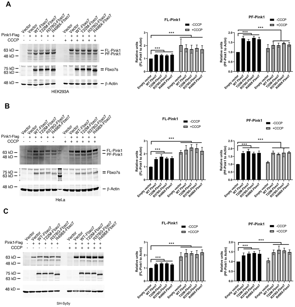 Expression of Fbxo7 and its PD familial mutants led to an accumulation of Pink1. The Pink1-Flag plasmid alongside Fbxo7-Myc or its mutated plasmids were co-transfected to three different cell lines (A: HEK293A, B: HeLa and C: SH-Sy5y). 24 hours after transfection, the cells were treated by 10 μM CCCP for 2 hours. The total cell lysates were subjected to Western blot analyses by anti-Flag antibody for Pink1-Flag, anti-Myc antibody for Fbxo7-Myc, and anti-β-Actin for β-Actin. After the relative level of FL-Pink1 and PF-Pink1 was obtained by normalizing of two forms of Pink1 to β-Actin respectively, the relative ratio of the two forms of Pink1 was obtained by normalization of the relative level of the two forms of Pink1 to the control only transfected with Pink1. The relative ratios were shown as mean ± SD; n = 3 independent experiments; individual 2-way ANOVAs with Tukey’s multiple comparisons test; ***p