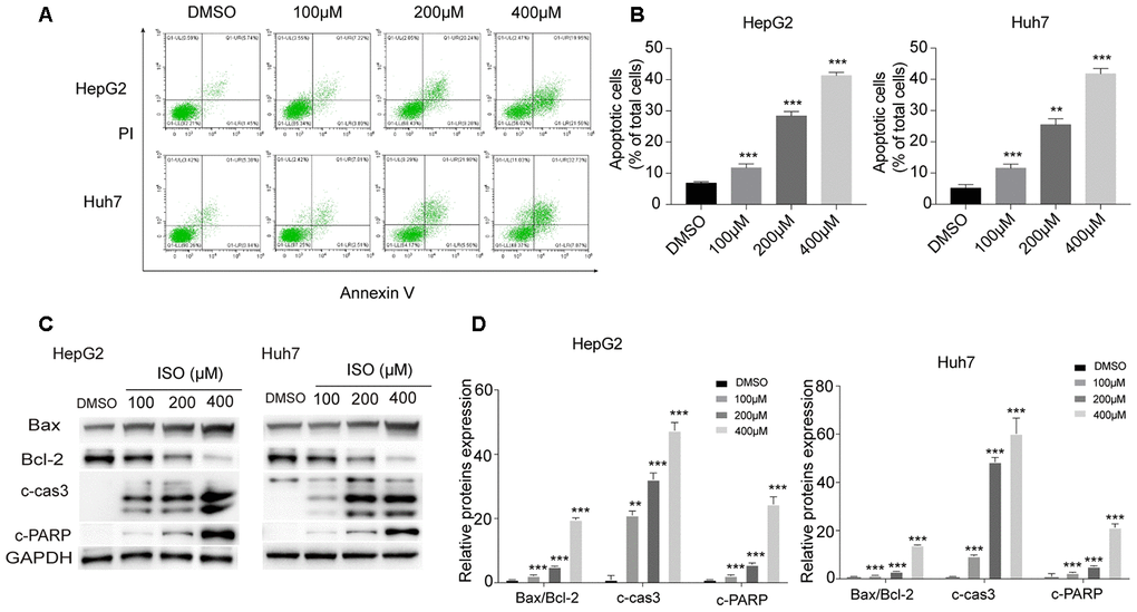 ISO induces apoptosis in HepG2 and Huh7 cells. (A) Apoptosis detection by Annexin V/PI staining and flow cytometry in HepG2 and Huh7 cells treated with ISO for 48 h. Criteria were set to distinguish between viable (bottom left), early apoptotic (bottom right), late apoptotic (top right), and necrotic (top left) cells. (B) Statistical analysis of apoptosis rate. (C) Western blotting analysis of apoptosis-related proteins. GAPDH was used as loading control. (D) Densitometric analysis of the data shown in (C). Values represent mean ± SD; *p 