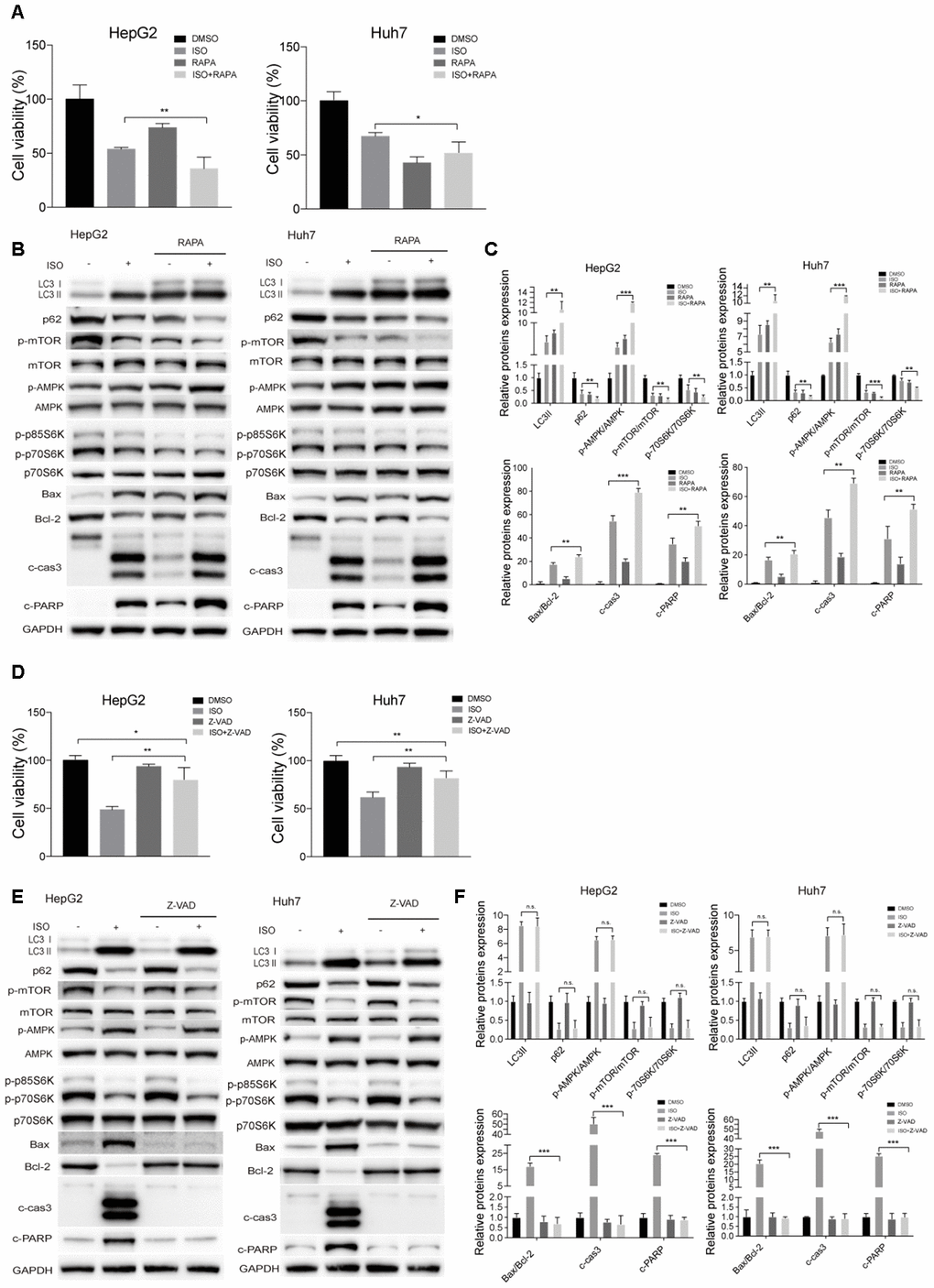 ISO-triggered autophagy in HCC cells is promoted by rapamycin and not prevented by Z-VAD-FMK. HepG2 and Huh7cells were treated with 400 μM ISO for 48 h in the presence or absence of 100 nM rapamycin (RAPA) or 100 μM z-VAD-FMK (zVAD). (A, D) CellTiter-Blue viability assay results. (B, E) Immunoblot analyses of LC3, p62, p-mTOR, mTOR, p-AMPK, AMPK, p-p70S6K, p70S6K, Bax, Bcl-2, cleaved caspase-3, and cleaved PARP expression. (C, F) Densitometric analysis of protein expression data. Data are expressed as fold change relative to values from untreated control cells after normalization against GAPDH. Values are expressed as mean ± SD; *P 