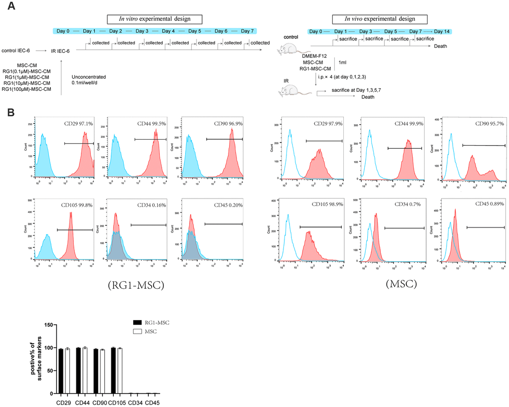 RG-1 pre-activates bone marrow-derived mesenchymal stem cells (BM-MSCs) without altering the phenotype of BM-MSCs. (A) In vitro and in vivo experiment design. In vitro design: IEC-6 irradiated with 10 Gy were treated with conditioned medium from non-activated BM-MSCs (MSC-CM) or BM-MSCs pre-activated by different concentration of RG1 (RG1-MSC-CM) (0.1 μM, 1 μM, 10 μM, 100 μM), followed by cell viability test every day until day 7. In vivo experiment: Sprague-Dawley rats were randomly divided into not irradiated (control) or irradiated group (IR) with a 14 Gy abdominal radiation on day 0, followed by a course of intra peritoneal injection (1 ml/day for 4 days) with control medium (DMEM-F12), MSC-CM, RG1-MSC-CM. Rats were either sacrificed at 1, 3, 5, 7 day for histological examination or were sacrificed at 1, 3, 7 day for functional evaluation. The remaining rats were used for survival analysis throughout a 14-day experiment. (B) Flow cytometry showed that BM-MSCs pre-activated by RG1 were positive for CD29, CD44, CD90, CD105 and negative for CD34, CD45. Data represent the mean ± SD (n=3) and were analyzed by t-test or one-way ANOVA.