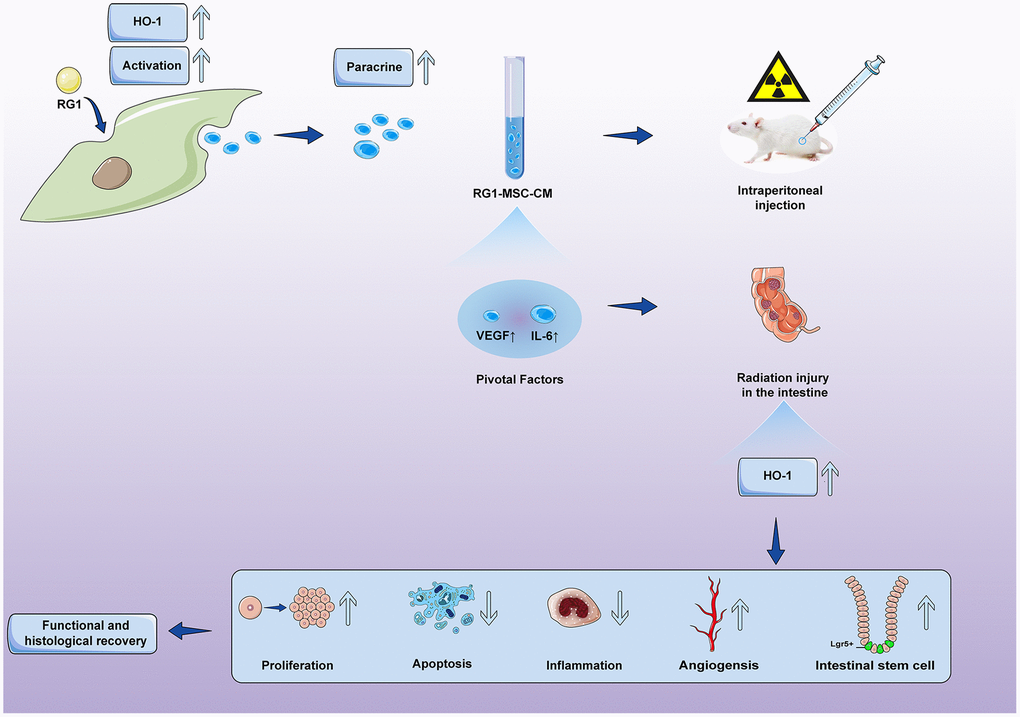 Conditioned medium from BM-MSCs pre-activated by RG1 (RG1-MSC-CM) releases higher concentrations of VEGF and IL-6, and protects against RIII via improvement of intestinal regeneration, inflammation, angiogenesis and stem cell regeneration in a heme oxygenase-1 dependent mechanism.