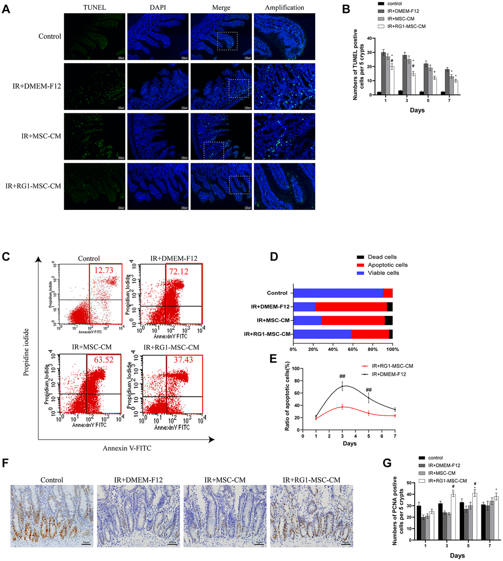 RG1-MSC-CM attenuates apoptosis and promotes proliferation in the intestine. (A) Apoptosis was assayed by TUNEL staining on day 3 of experiment. Scale bars 100 μm. (B) Quantification of TUNEL-positive cells on day 1, 3, 5, 7. n = 3 in each group. The number of positive cells in 5 crypts was scored in 100 crypts per section and reported as mean ± SD. *, P #, P C) Apoptosis of IEC-6 was evaluated by flow cytometry after PI/Annexin V staining on day 3 after radiation. The left upper quadrant contains necrotic cells (%); The upper right quadrant contains late apoptotic cells (%); The lower left quadrant contains live cells (%); and the lower right quadrant contains early apoptotic cells (%). (D) The percentage of total apoptotic cells, viable cells and dead cells under each condition are shown. (E) The ratio of apoptotic IEC-6 cells was determined by PI/Annexin V staining at 1, 3, 5, 7 days after radiation. Data represent mean ± SD of three independent experiments. ##, P F) The proliferation of intestinal epithelial cells was examined by immunohistochemical staining with proliferating cell nuclear antigen (PCNA). Intestinal tissue samples were collected and analyzed on day 3 of experiment. Scale bars 50 μm. (G) Quantification of PCNA-positive cells on day 1, 3, 5, 7. n = 3~5 in each group. The number of positive cells in 5 crypts was scored in 100 crypts per section and reported as mean ± SD. *, P #, P 