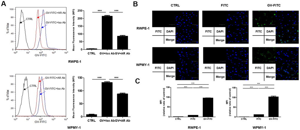 Interaction of GV1001 with AR in prostatic epithelial and stromal cells. (A) RWPE-1 and WPMY-1 cells were pre-incubated for 1 h with an anti-AR antibody or an isotype control antibody, followed by FITC-conjugated GV1001 (GV-FITC) for 30 min. Then, GV1001-bound cells were analyzed by flow cytometry. The mean fluorescence intensity (MFI) of FITC in RWPE-1 and WPMY-1 cells is presented in the graph. ***pB) GV-FITC was applied to RWPE-1 and WPMY-1 cells, and internalization of the peptide was analyzed by fluorescence microscopy. Scale bar: 125 μm. (C) Interaction of GV1001 with AR was confirmed by co-immunoprecipitation.