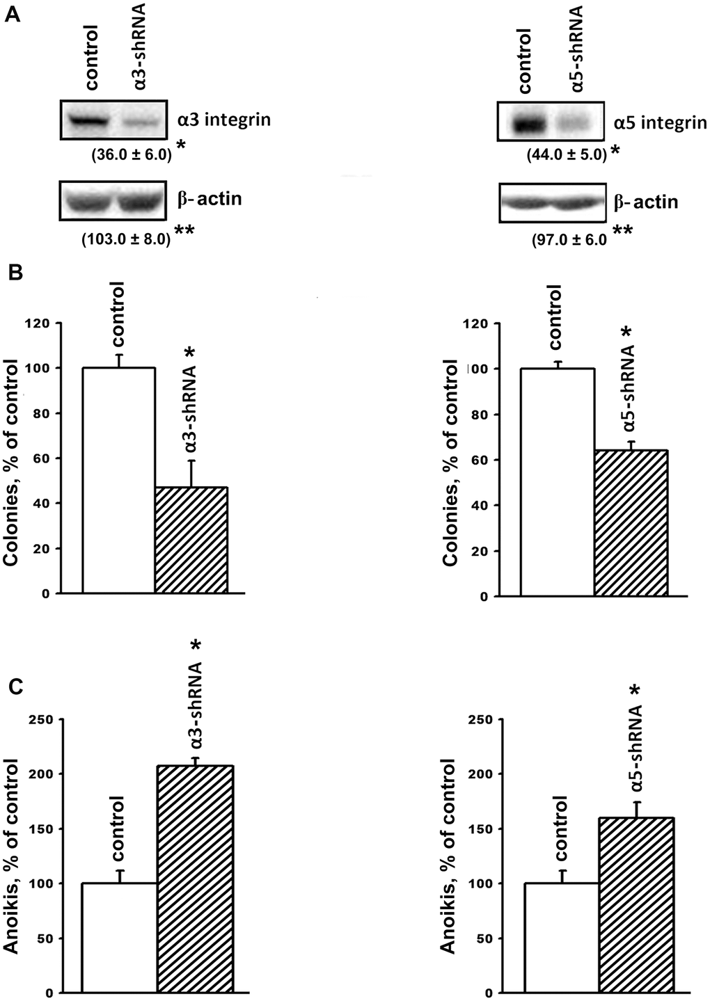 Downregulation of the expression of α3β1 and α5β1 integrins reduces clonal activity and enhances anoikis of SK-Mel-147 cells. The cells were transduced with a lentiviral plasmid vector pLKO.1-puro containing α3- or α5- shRNA or with the control (scrambled shRNA) vector and selected using puromycin. (A) Western-blotting of the cellular lysate proteins. Cell lysate proteins were run on SDS-PAGE, western-blotted and probed as described in Materials and Methods. The blots were probed with 1:1000 dilution of antibodies to the specified proteins and treated as described in Materials and Methods. Shown are representative blots. Numbers below the bands indicate the ratio (%) protein level in integrin shRNA transfected cells compared to control shRNA transfected cells normalized against β-actin. Results of three independent experiments are shown (M ± SEM). *ρ B) Effect of α3β1 or α5β1 downregulation on clonal capacity of the cells. Cells transduced with the scrambled or α3/α5- shRNA-containing vectors were treated as described in Materials and Methods; results of three independent experiments are shown (M ± SEM); *p C) Effect of the downregulation of α3β1 or α5β1 on anoikis of the cells. Cells were transduced with the scrambled (PLKO.1) or α3- or α5- shRNA-containing vectors and cultured on poly-HEMA as described in Materials and Methods.