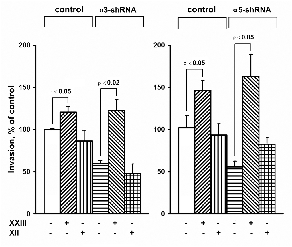 Effect of Akt isoform inhibitors on in vitro invasion of SK-Mel-147 cells. Cells transduced with an appropriate shRNA were incubated 48 hours with 3 μM Akt1-specific inhibitor XXIII or 5 μM Akt2-specific inhibitor XII, after which the in vitro invasion was determined as described in Materials and Methods. The invasion of cells transduced with a control vector and not treated with inhibitors was taken as 100%. The results of 3 independent experiments (M ± SEM) are presented.