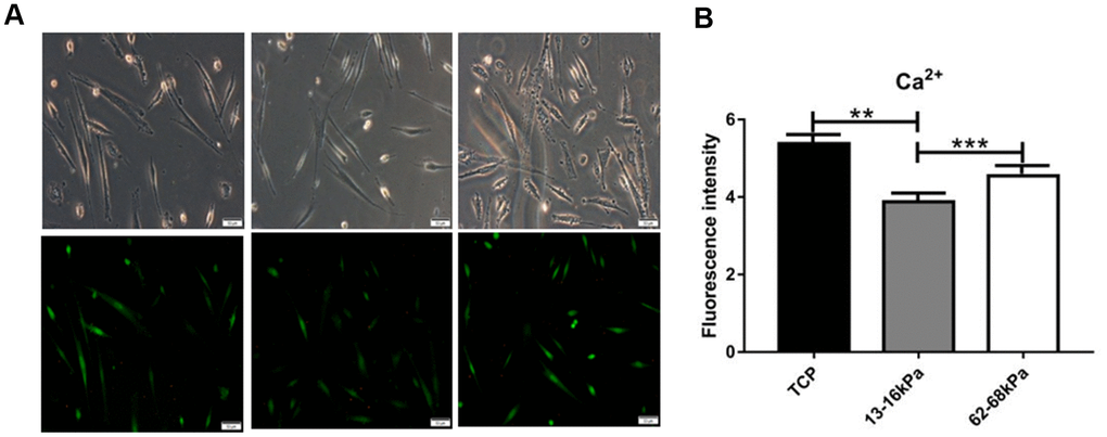 Immunofluorescence detection of calcium ions. (A) Fluorescence intensity of Calcium ions expression. (B) Calcium ions fluorescence intensity statistics. At 24h, the fluorescence intensity of intracellular calcium ions was the highest on the matrix of 62-68kpa and the lowest on the matrix of 13-16kpa. n=3.