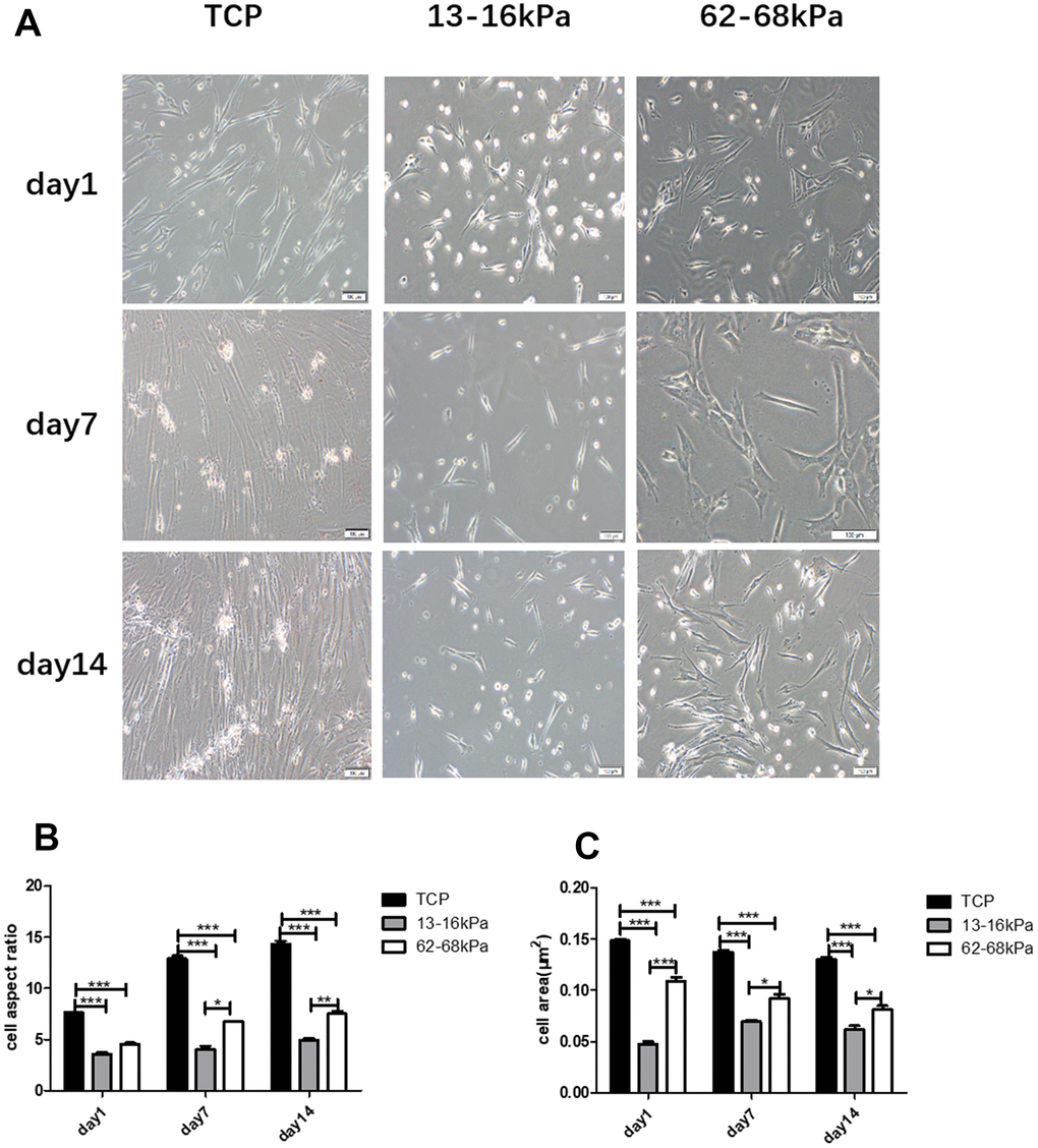 Matrix stiffness regulates the cellular morphology. (A) hUC-MSCs were cultured on matrix gels with different stiffness of 13-16kPa and 62-68 kPa. Compared with the control group, more cells on 13-16kPa were shaped like round dots on the 1st day, and like short columnar cells on the 7th day. On the 14th day, the morphology of cells was like cardiac muscle cells. Cells on 62-68 kPa were in the shape of polygon on the 1st day, and were in the shape of long spindle on the 7th day and the 14th day. Scale bar = 100μm. (B) Aspect ratio of each group. (C) Area of each group. Both aspect ratio and area of cells on matrix of 13-16kPa were the lowest, and the control were the largest within them. *P