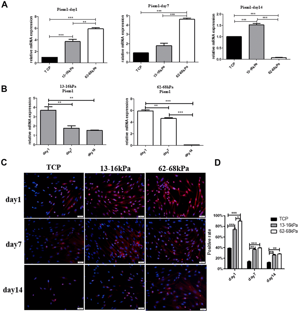 The effect of matrix stiffness on the expression of Piezo1. (A) QRT-PCR detection of Piezo1 on different matrix of 13-16 kPa, 62-68 kPa and control group at the same time point, the 1st day, the 7th day and the 14th day. On the 1st day and the 7th day, Piezo1 increased with increasing matrix stiffness, and on the 14th day, the expression of Piezo1 on matrix of 13-16 kPa was significantly higher than that of the other two groups. (B) The expression tendency of Piezo1 on the same stiffness changed with time. On the same stiffness, Piezo1 was highly expressed only on the first day. (C, D) Immunofluorescence detection in the same condition as qRT-PCR. The results also showed that compared with other time points, Piezo1 was expressed the most on the 1st day, and compared with other stiffness, it was expressed most on 62-68 kPa. n=3.