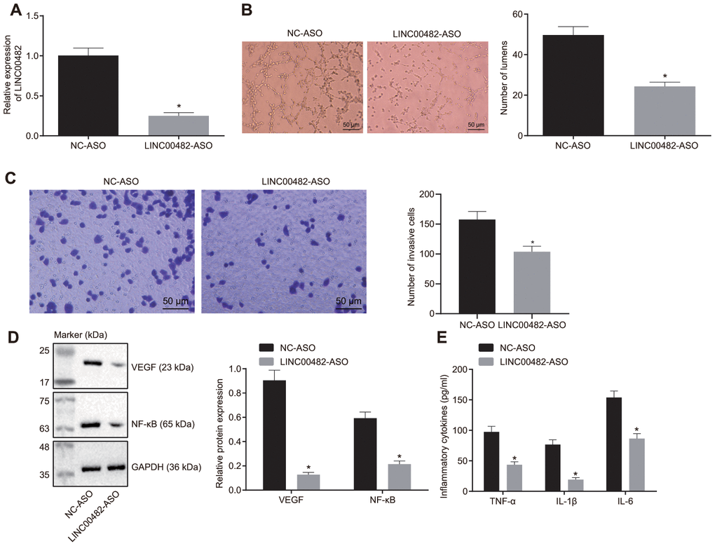 Silencing LINC00482 inhibits inflammation and angiogenesis. (A) The silencing efficiency of LINC00482 analysis by RT-qPCR; (B) The tube formation ability after treatment of LINC00482-ASO (× 200); (C) Representative images of Transwell assay and quantification of migratory cells upon treatment of LINC00482-ASO and NC-ASO (× 200); (D) the expression of VEGF and NF-κB detected by Western blot analysis; (E) the levels of TNF-α, IL-1β, IL-6 tested by ELISA. The measurement data were presented as mean ± standard deviations. The differences between two groups were compared by unpaired t test. Experiments were repeated three times; * p vs. cells treated with NC-ASO.