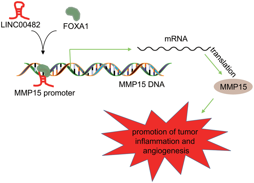 Schematic diagram of the regulatory role of LINC00482 in bladder cancer. LINC00482 was highly expressed in bladder cancer tissues and cells, while silencing LINC00482 could inhibit inflammation and angiogenesis through down-regulation of MMP-15 via recruiting FOXA1.