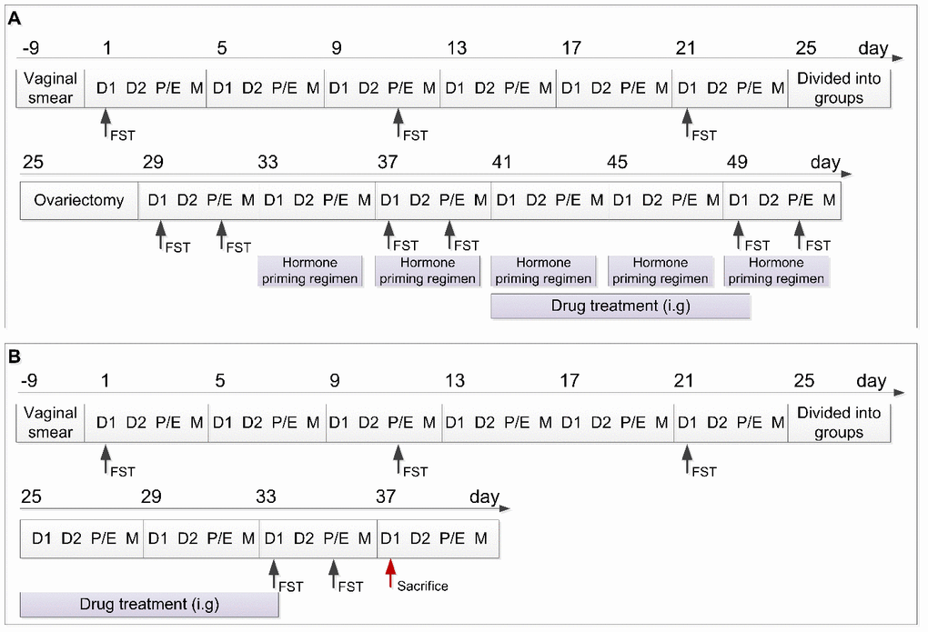 Schedule of the experimental design including the two experimental parts. (A) Schedule of experimental part 1. (B) Schedule of experimental part 2. D1, Diestrus 1 phase; D2, Diestrus 2 phase; P/E, Proestrus/Estrus phase; M, Metestrus phase; FST, Forced swimming test; i.g., intragastrically.