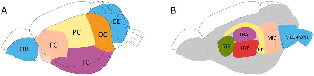 Schematic diagram showing the rat brain regions examined using proton NMR. Blue codes show the olfactory bulb (OB), cerebellum (CE) and cerebral cortical regions (A) and subcortical areas (B) studied. The OB and the cerebellum (CE) were first sampled, followed by the hippocampus (HP), the thalamus (THA) and the striatum (STR). The hypothalamus (HYP), the Midbrain (MID), and Medulla-Pons (MED-PONs) were discarded. The cerebral cortex tissues were coronally cut into four identical parts along the axial axis to represent the frontal cortex (FC), parietal cortex (PC), Temporal cortex (TC), and occipital cortex (OC).