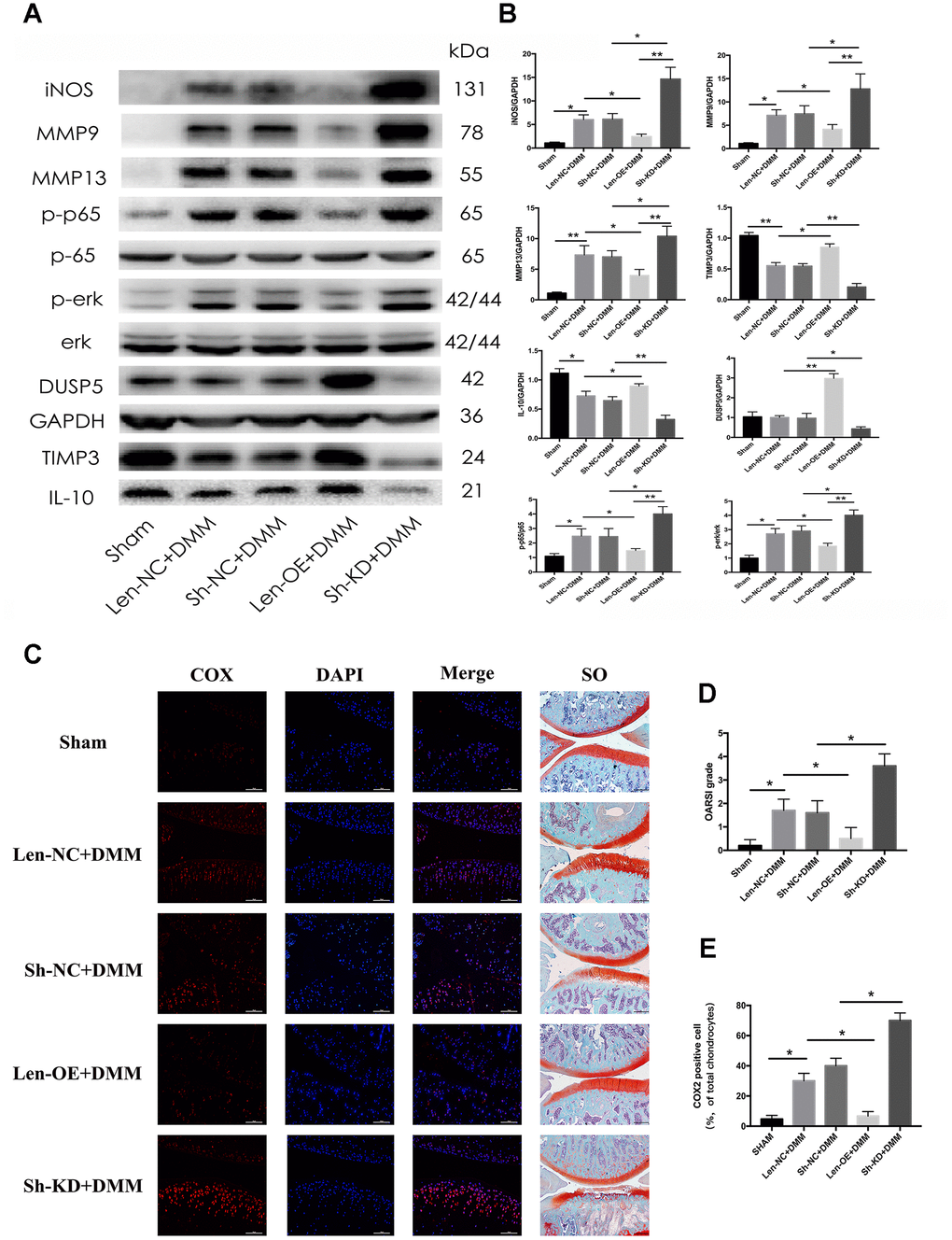 Effect of DUSP5 overexpression and knockdown on rat OA model. Fifty rats were randomly divided into five groups (10 rats in each group). The rats in the Sham group received sham surgery as blank control. The other 40 rats underwent DMM surgical removal of the medial meniscus and were regarded as OA rats. Lentivirus particles overexpressing DUSP5 (1×108 TU/mL) were injected intra-articularly into rats in the Len-OE group. Lentivirus-shDUSP5 particles (1×108 TU/mL) were injected intra-articularly into rats in the Sh-KD group. Lentivirus-control particles (1×108 TU/mL) were injected intra-articularly into rats in the Len-NC group used as the control for Len-OE. Lentivirus-shControl particles (1×108 TU/mL) were injected intra-articularly into rats in the Sh-NC group used as the control for Sh-KD. PBS was injected intra-articularly into rats in the Sham group. Rats were sacrificed at 8 weeks post-DMM surgery from each group. (A, B) The protein expression and quantitation of iNOS, MMP9, MMP13, p-p65, p-ERK, DUSP5, TIMP3, and IL-10. GAPDH was used as the control. (C) Microscopic images of COX2 immunofluorescence analysis and safranin O staining of rat knee joint sections. Blue, DAPI; red, COX2. (D) The OARSI grading system (0–6) (obtained from experiments of 10 knees each group) was used to evaluate the sections. (E) Quantitation of immunofluorescence staining of COX2. *p 