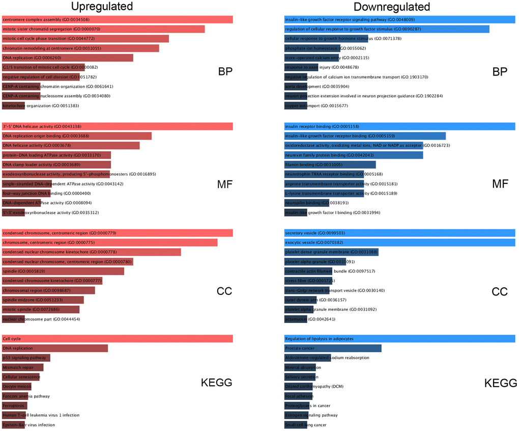 Functional enrichment analysis for key DE-mRNAs. The top 10 enriched molecular function (MF), cellular component (CC), biological process (BP), and KEGG pathways of the upregulated and downregulated significant DE-mRNAs.