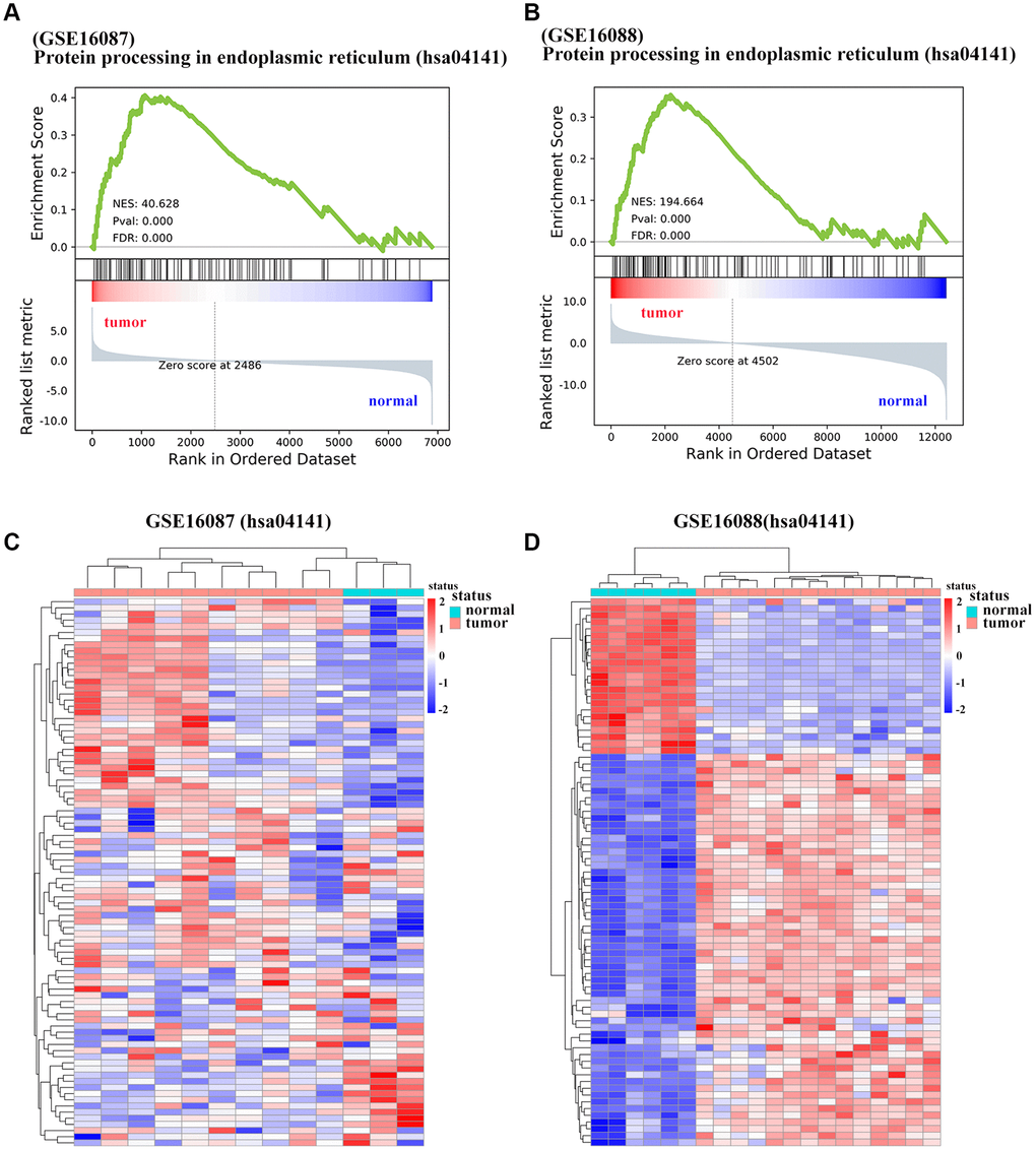 Significantly enriched pathways of DEGs in OS. (A, B) Representative GSEA of KEGG pathway gene set has04141 among DEGs from GSE16087 and GSE16088 datasets. (C, D) Heatmap analysis of shared DEGs enriched in KEGG pathway hsa04141 from the two GSE datasets. DEGs were defined with |log2FC| > 1 and adjusted P-value 