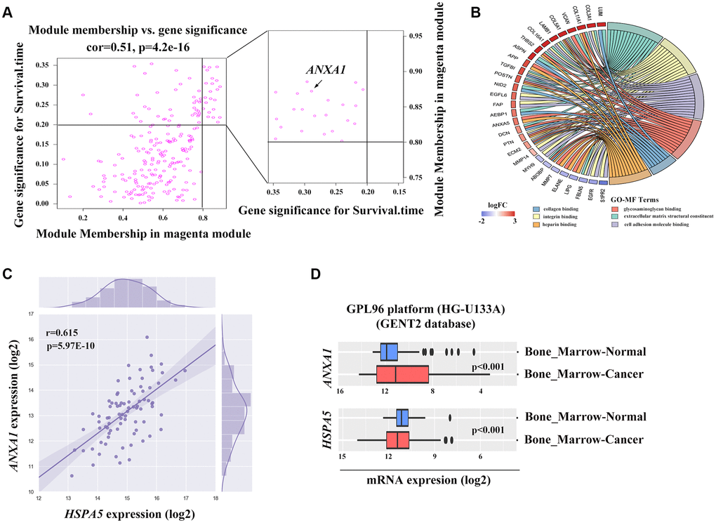 The potential association between ANXA1 and HSPA5. (A) Genes involved in magenta module shown in scatter plot. Cut-off of module membership = 0.8 and gene significances for survival time = 0.2 as the criteria for the hub genes where ANXA1 included. (B) Gene ontology analysis of genes linked to ANXA1 expression based on the topological overlap. (C) The positive correlation between ANXA1 and HSPA5 mRNA expression levels (log2) in TARGET