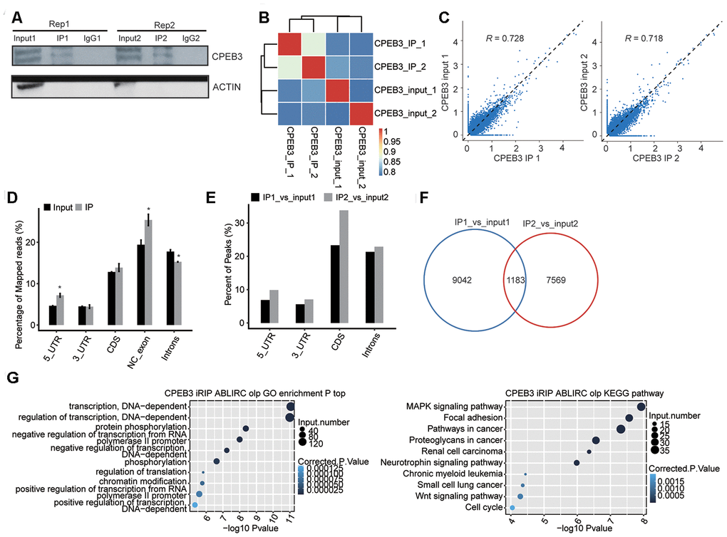 RIP-seq analysis of CPEB3. (A) Western blotting analysis of immunoprecipitated CPEB3 from HT22 cells. (B) The heat map shows the hierarchically clustered Pearson correlation matrix resulted from comparing the transcript abundance between anti-flag and IgG immunoprecipitated samples. (C) Scatter plot of transcript abundance across the reference genome in paired samples. (D) Reads distribution across the reference genome. Error bars represent mean ± SEM. *p E) Peak distribution across different genomic regions. (F) Venn diagram of peaks in two replicates. (G) The top 10 enriched GO biological processes(left) and KEGG pathways(right) of the CPEB3-bound genes.