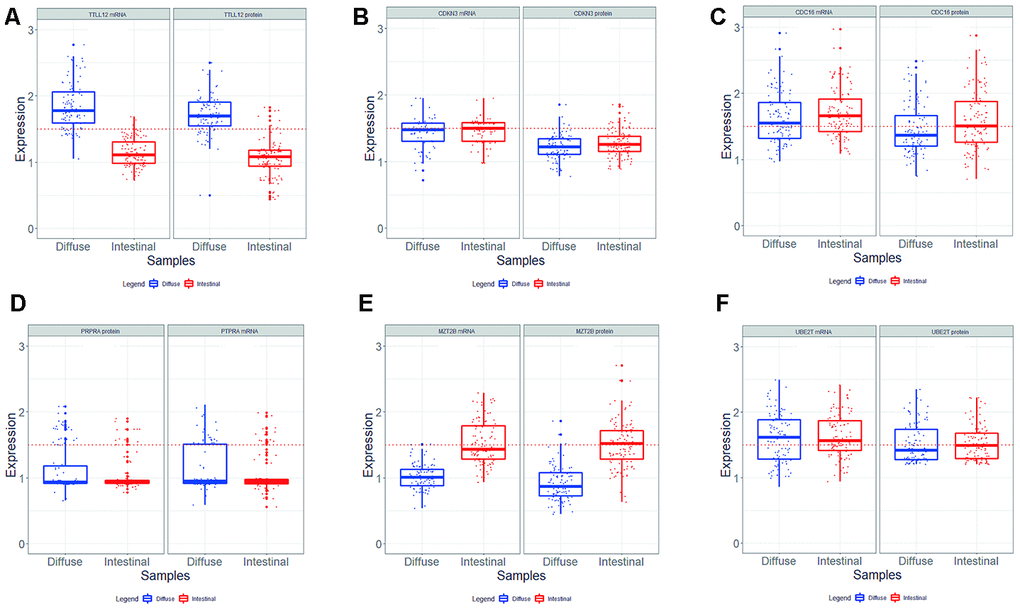 Level of mRNA and protein expression of TTLL12 (A), CDKN3 (B), CDC16 (C), PTPRA (D), MZT2B (E), and UBE2T (F) in diffuse (n = 103) and intestinal (n = 110) GC tumor samples. Mann – Whitney test was used to compare the relative gene expression levels. In all graphs, the expression in gastric tumors was normalized by matched non-neoplastic gastric tissue. RQ: relative quantification; T: tumor sample; N: normal mucosa sample; The whiskers indicate the minimum and maximum values. red dotted line represents the 1.5 fold-change.