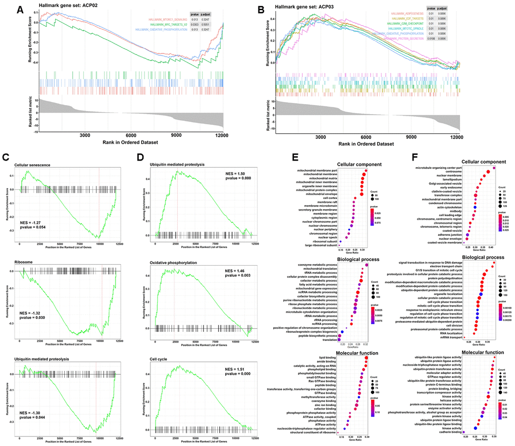 GSEA analysis of the DEGs in ACP02 and ACP03. (A and B) GSEA Enrichment plot of the main sets of genes enriched in the hallmark collection in both cell lines. Three major important KEGG pathways were inhibited in ACP02 (C) and activated in ACP03 (D). GO (Gene ontology) analysis was identified in the transcriptomes in ACP02 (E) and ACP03 (F) for the categories of cellular component, biological process, and molecular function. In the hallmark and KEGG charts, the enrichment score values assume negative values (rank of inhibited genes) for ACP02 and positive values (rank for activated genes) for ACP03, as indicated in the curves. The FDR is the estimated probability that a gene set with a given NES (normalized enrichment score) represents a false-positive finding. Several enriched gene sets are significant as indicated by an FDR of less than 25%. In all analyzes p-value 