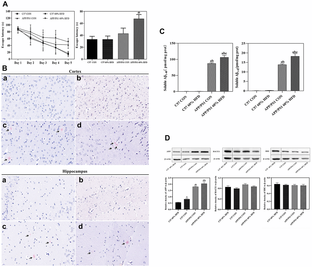 Behavior, Aβ plaque deposit, cortical Aβ content, and APP, BACE1, IDE protein expressions in APP/PS1 and C57 WT mice treated with different diets. APP/PS1 and C57 WT mice were fed with 60% HFD or normal control diets for 6.5 months, then, behavior was test by using MWM (n = 10 for each group); Aβ plaque deposit was measured by using Congo red staining; cortical soluble Aβ1-40 and Aβ1-42 content were test by ELISA method; cortical APP, BACE1 and IDE protein expression was detected by Western blotting (n = 6 at least for each group). Data were expressed as mean ± SE. (A) Escape latency of training and histogram of the time spent in the border area in MWM test. (B) Cortical and hippocampal Aβ plaque deposit. a: control diet-treated C57 WT mice; b: 60% HFD-treated C57 WT mice; c: control diet-treated APP/PS1 mice; d: 60% HFD-treated APP/PS1 mice. Scale bar: 20 μm. (C) Soluble Aβ1-40 and Aβ1-42 content in cortex; a: compared with C57 CON group, P P P D) Cortical APP, BACE1 and IDE protein expression. a: compared with C57 60% HFD group, P P P 