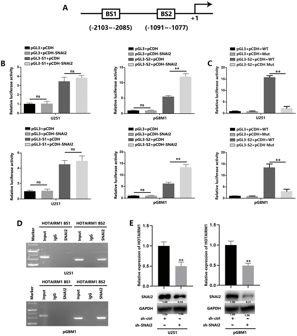 SNAI2 transcriptionally regulates HOTAIRM1 in GBM cells. (A) Two potential SNAI2-binding sites in the HOTAIRM1 promoter region were predicted using the high-quality transcription factor binding profile database (JASPAR). (B) The two predicted regions were transcriptionally responsive to SNAI2 overexpression, as shown in luciferase reporter assays. (C) Wild-type or mutant luciferase reporter were transfected into GBM cells, and the luciferase reporter activity were analyzed. (D) SNAI2 bound to both predicted binding sites in HOTAIRM1 promoter, as shown in ChIP assays. (E) SNAI2 shRNA reduced the levels of HOTAIRM1 in U251 and pGBM1 cells, as shown in qRT-PCR analysis (top) and western blotting (bottom).