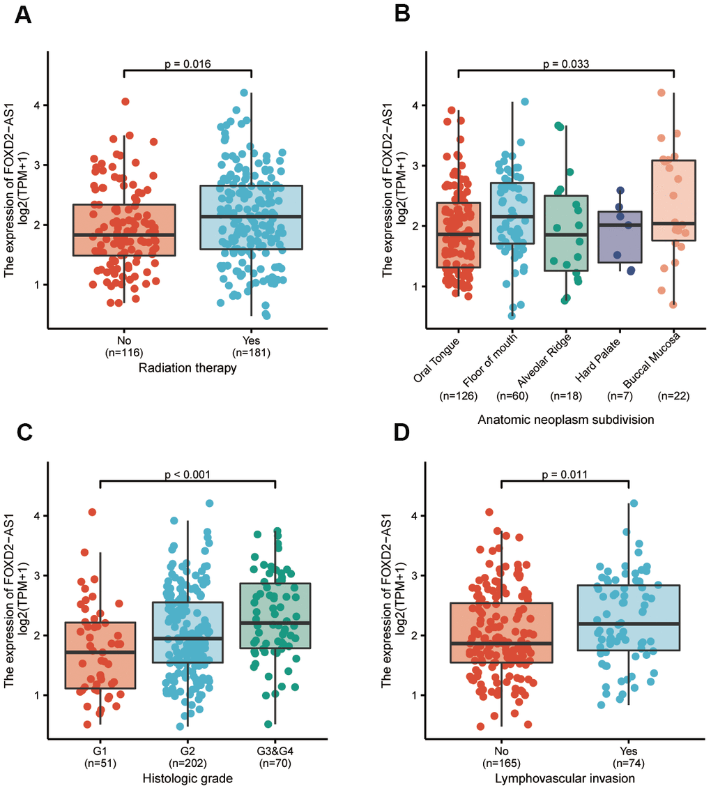 The association between FOXD2-AS1 expression and clinicopathological parameters. (A) The history of radiation therapy. (B) The anatomic localization of tumor. (C) The histologic grade of tumor. (D) The status of lymphovascular invasion.