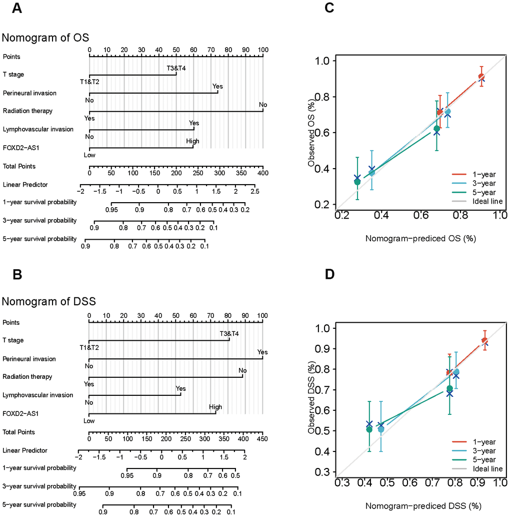 Establishment and evaluation of survival prognostic models for OSCC. (A, B) Nomogram for predicting the probability of 1-, 3- and 5-year OS and DSS for OSCC patients. (C, D) Calibration curve for evaluation the accuracy of nomogram of OS and DSS for OSCC patients.