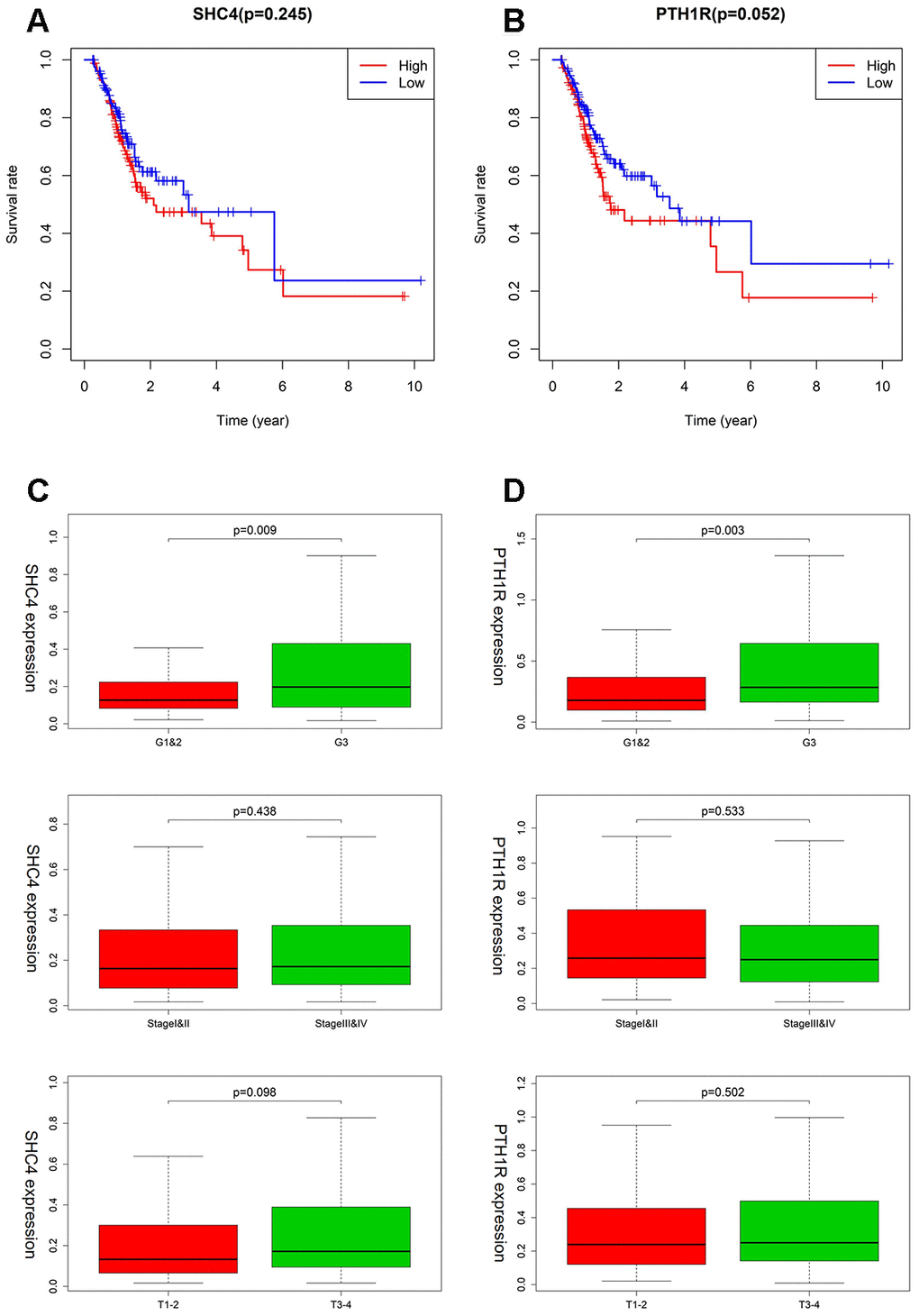 The clinical evaluation of SHC4/PTH1R for MSI-L/MSS patients. (A, B) Kaplan–Meier survival curves for SHC4/PTH1R in MSI-L/MSS patients. (C, D) Expression of SHC4/PTH1R in different grade stage, clinical stage, and T stage groups for MSI-L/MSS patients.