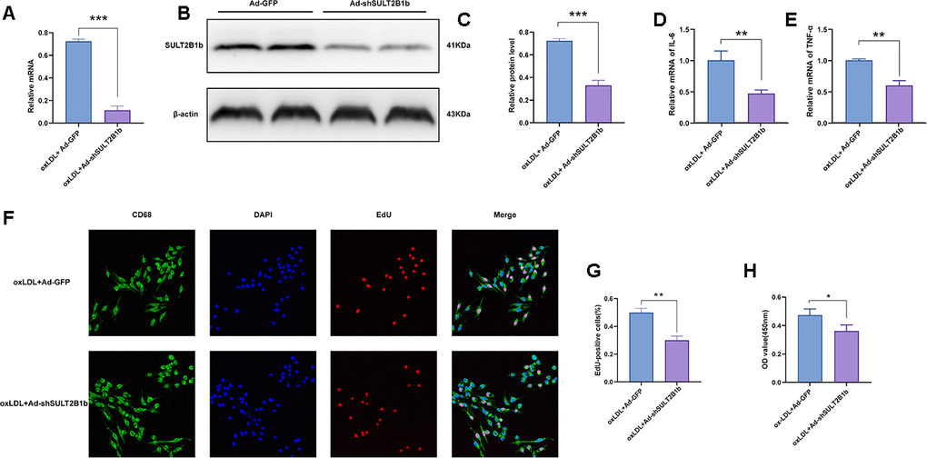 Downregulation of SULT2B1b limits proliferation and inflammation in macrophages. (A–C) Transfection of shSULT2B1b reduces SULT2B1b mRNA and protein levels in macrophages. After 24 hours of adenovirus transfection (MOI=400), RAW264.7 cells were treated with ox-LDL (100 mg/ml) for following 24 hours. (A) SULT2B1b mRNA expression was detected by RT-qPCR. Data are represented as the mean±SD (n=3). (B, C) SULT2B1b protein expression was determined by Western blotting. β-actin was used as a reference control. (D, E) IL-6 (D) and TNF-α (E) mRNA expression was determined by RT-qPCR. Data are represented as the mean±SD (n=3). (F–H) The proliferative ability of RAW264.7 cells was measured by EdU staining and CCK8 assay. Representative images and quantification analysis (F, G) of the percentage of EdU-positive cells are shown. Nuclei were stained blue with DAPI. Data are shown as the mean±SD (n=3). **p