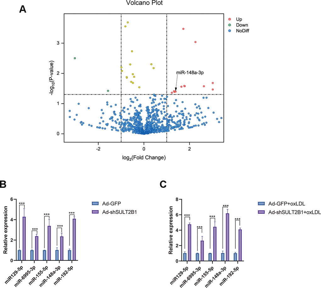 SULT2B1b impedes miR-148a-3p expression in macrophages. (A) The volcano plot of miRNA profiles represents the significantly up/downregulated miRNAs in RAW264.7 cells transfected with or without Ad-shSULT2B1b. (B) Upregulated miRNA expression (miR-129-5p, miR-6995-3p, miR-155-3p, miR-148a-3p and miR-192-5p) was detected by RT-qPCR. (C) After transfection with Ad-shSULT2B1b and following stimulation with ox-LDL, miR-148a-3p levels significantly increased among the miRNAs. Data are shown as the mean±SD (n=4). **p