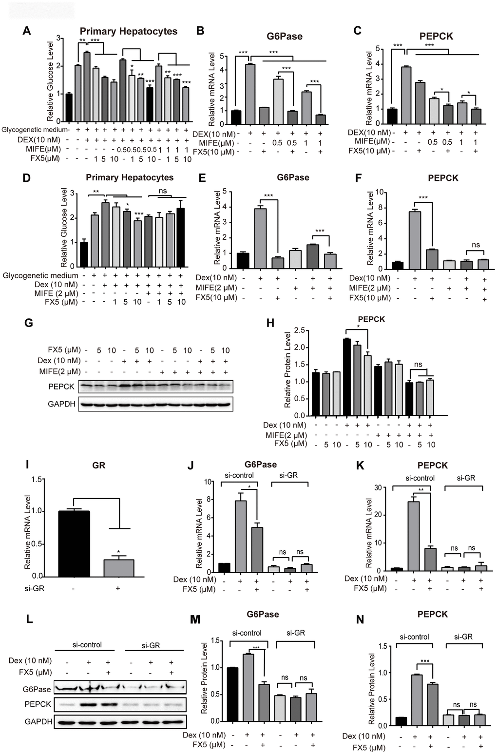 FX5 suppressed gluconeogenesis by antagonizing GR. (A) Glucose production assay was conducted in mouse primary hepatocytes. Cells were pretreated with glucagon (10 nM) and different concentration of mifepristone (MIFE) (0.5 and 1 μM) for 12 h, and then cultured for another 6 h in glycogenetic medium with glucagon and different concentrations of FX5 (1, 5 and 10 μM). Finally, glucose level in the medium was measured. (B, C) Mouse primary hepatocytes were treated with 10 nM Dex, MIFE (0.5 or 1 μM) and 10 μM FX5 for 6 h. Then, mRNA levels of G6Pase and PEPCK were measured by qRT-PCR. (D) Primary hepatocytes were pretreated with Dex (10 nM), mifepristone (MIFE) (2 μM) and different concentrations of FX5 (1, 5, 10 μM). Glucose level in the medium was measured. (E, F) Mouse primary hepatocytes were treated with 10 nM Dex, 2 μM MIFE and 10 μM FX5 for 6 h. Then, the effect of FX5 on expressions of G6Pase (82% to 39%) and PEPCK (66% to no significance) were repressed by MIFE by quantitative RT-PCR assay. (G) Mouse primary hepatocytes were incubated with 10 nM Dex, 2 μM MIFE and different concentrations of FX5 (5, 10 μM) for 6 h, and protein levels of PEPCK and GAPDH were measured by western blot and quantified in (H). (I–N) Mouse primary hepatocytes were transfected with si-control or si-GR for 48h. Hepatocytes were then treated with 10 nM Dex and 10 μM FX5 for 6 h. (I) The mRNA interference efficiency level of GR by si-GR was 73.6%. mRNA levels of (J) G6Pase and (K) PEPCK were measured by quantitative RT-PCR. (L) Protein levels of G6Pase, PEPCK and GAPDH were measured by western blot assay. Quantification of (M) G6Pase and (N) PEPCK protein levels. All results were normalized to GAPDH. Values were mean ± S.E.M (n=3/group) (*PPP