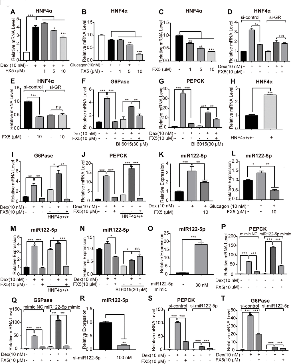 FX5 suppressed gluconeogenesis via GR/HNF4α/miR122-5p pathway in hepatocytes. Mouse primary hepatocytes were treated with different concentrations of FX5 (1, 5, 10 μM) and (A) 10 nM Dex or (B) 10 nM glucagon for 6 h, and mRNA level of HNF4α was investigated by qRT-PCR assay. (C) Mouse primary hepatocytes were treated with FX5 (1, 5, 10 μM) for 6 h, HNF4α mRNA level was then detected. (D, E) Mouse primary hepatocytes were transfected with si-control or si-GR for 48h. Hepatocytes were then treated with 10 nM Dex and 10 μM FX5 or 10 μM FX5 for 6 h. mRNA level of HNF4α was measured. (F, G) Mouse primary hepatocytes were treated with 30 μM BI 6015 for 24 h, then incubated with 10 nM Dex and 10 μM FX5 for 6 h. The suppression mRNA levels of (F) G6Pase (77.8% to 44.3%) and (G) PEPCK (88.2% to 44.9%) in the presence of BI6015 were measured by quantitative RT-PCR. (H–J) Mouse primary hepatocytes were transfected with HNF4α overexpression plasmid for 48h. Hepatocytes were then treated with 10 nM Dex and 10 μM FX5 for 6 h. mRNA level of (H) HNF4α, (I) G6Pase and (J) PEPCK were measured by quantitative RT-PCR. (K, L) Mouse primary hepatocytes were incubated in the presence of (K) 10 nM Dex or (L) 10 nM glucagon with 10 μM FX5 and miR122-5p level was measured by quantitative RT-PCR. (M) Mouse primary hepatocytes were transfected with HNF4α overexpression plasmid and then treated with 10 nM Dex and 10 μM FX5 for 6 h. Expression level of miR122-5p was measured by quantitative RT-PCR. (N) Mouse primary hepatocytes were treated with 30 μM BI6015 for 24 h, then incubated with 10 nM Dex and 10 μM FX5 for 6 h. Expression level of miR122-5p was quantified. (O-Q) Mouse primary hepatocytes were transiently transfected with micrON mimic NC #22 or micrON mimic NC #22 (5 FAM) for 48h and then were treated with 10 nM Dex and 10 μM FX5 for 6 h. Expression levels of (O) miR122-5p, (P) PEPCK and (Q) G6Pase were measured by qRT-PCR. (R–T) Mouse primary hepatocytes were transiently transfected with si-control or si-miR122-5p for 48h. Hepatocytes were then treated with 10 nM Dex and 10 μM FX5 for 6 h. Expression levels of (R) miR122-5p (83.2% interference efficiency), (S) PEPCK (70% to 52.5%) and (T) G6Pase (53.3% to 38.7%) were measured by quantitative RT-PCR in either absence or presence of si-miR122-5p. Values were mean ± S.E.M (n=3/group) (*PPP