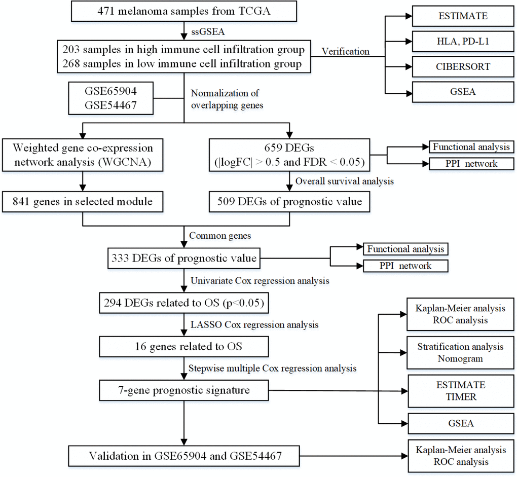 The flowchart of the current study.