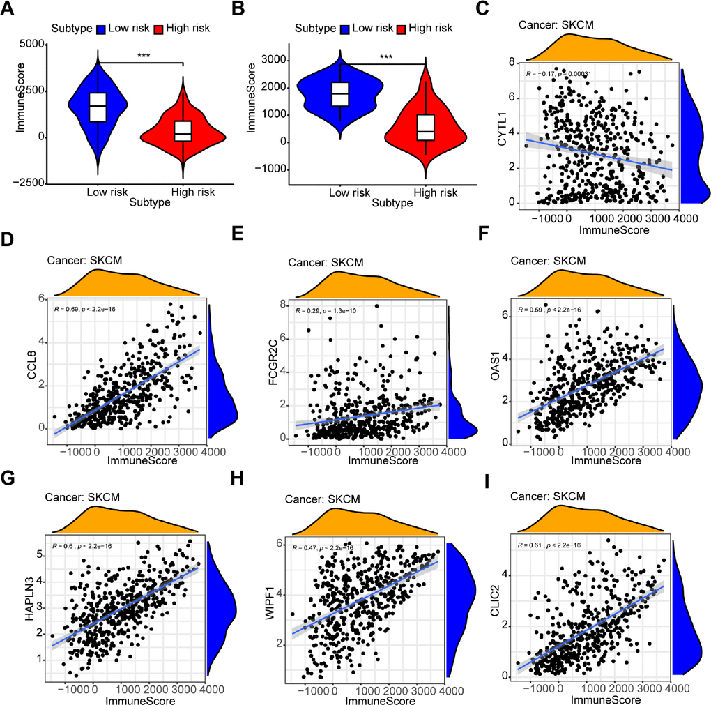 Relationship between the prognostic signature and immune score. (A, B) The high-risk group has lower immune scores compared with the low-risk group in (A) the TCGA dataset and (B) GSE54467. (C–I) The association between immune score and the expression of each gene in a 7-gene prognostic signature: (C) CYTL1, (D) CCL8, (E) FCGR2C, (F) OAS1, (G) HAPLN3, (H) WIPF1, (I) CLIC2.