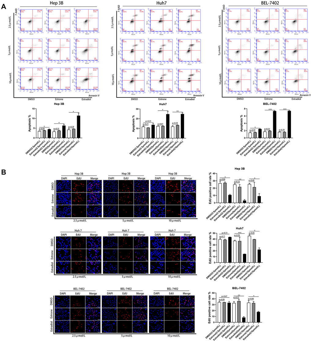 Estradiol inhibited the proliferation and increased the apoptosis of liver cancer cell lines. (A) Quantification of the apoptotic HCC cells population by flow cytometry. (B) Cell proliferation in HCC cells with different treatments was assessed using Cell-Light EdU Apollo 567 (catalog no· C10310-1; RiboBio). EdU positive cell rates were calculated; scale bar 50μm. Control (DMSO). *p