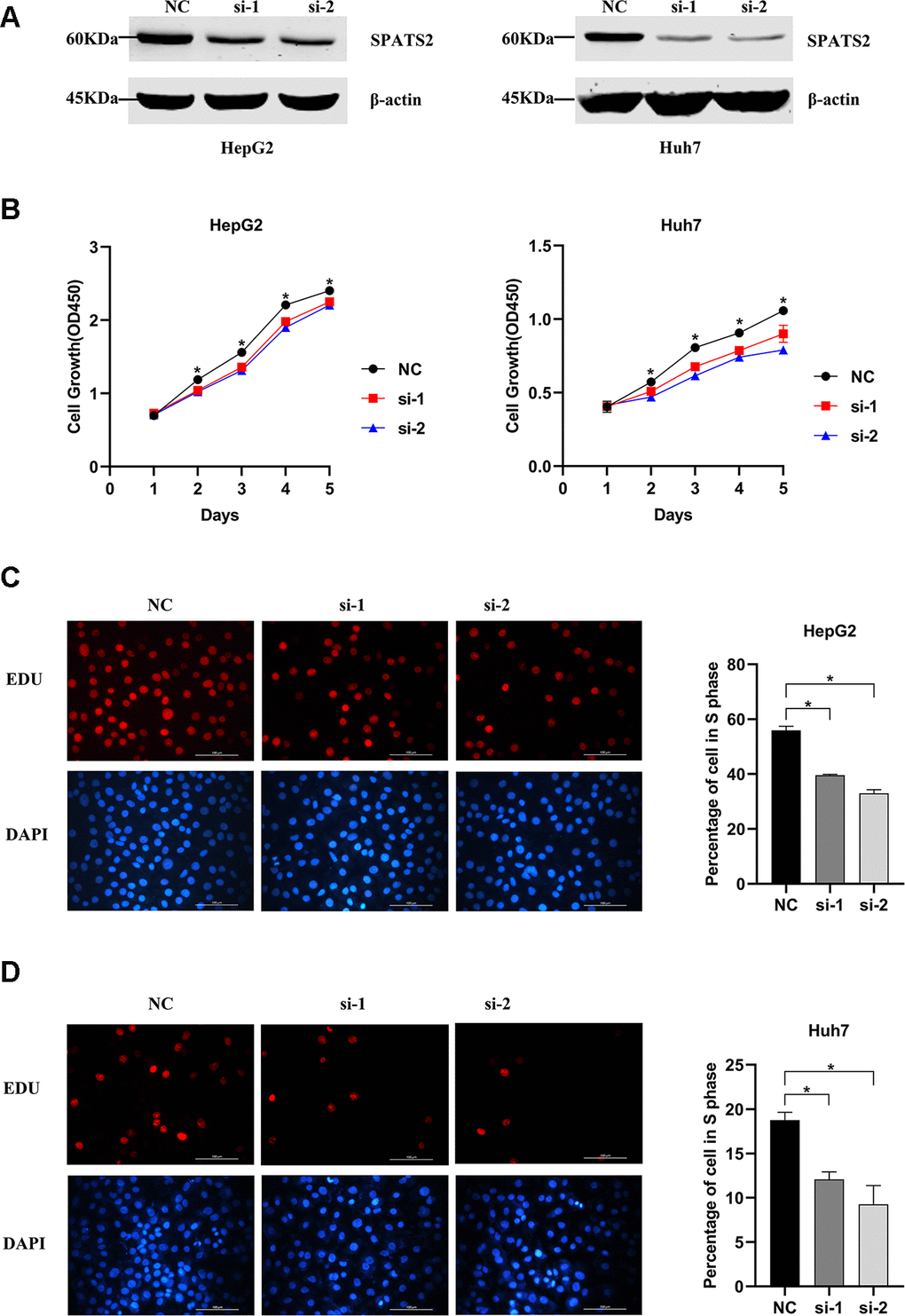 Knockdown of SPATS2 inhibits cell proliferation of HCC cells. (A) SPATS2 expression in transfected HepG2 and Huh7 cells is confirmed by western blotting. (B) CCK8 assay is used to compare cell growth between SPATS2 knockdown cells and negative control cells. (*p C, D) EdU assay is used to compare cell proliferation between SPATS2 knockdown cells and negative control cells. (*p 